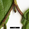 SpeciesSub: subsp. arguta